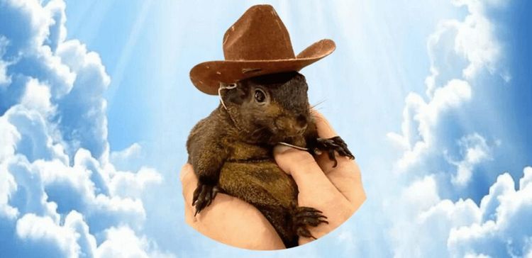 PNUT Preisprognose 2026: Kann Peanut das Eichhörnchen sich erholen?